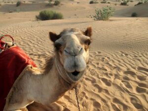 a968246e2f2096e38bc54c6db27a626f